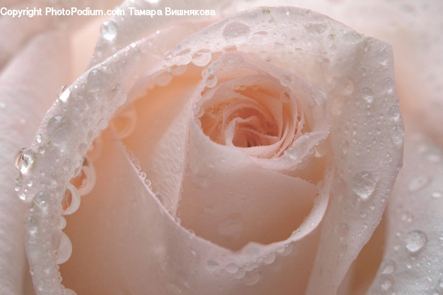 Crystal, Blossom, Flower, Plant, Rose, Flower Arrangement, Flower Bouquet
