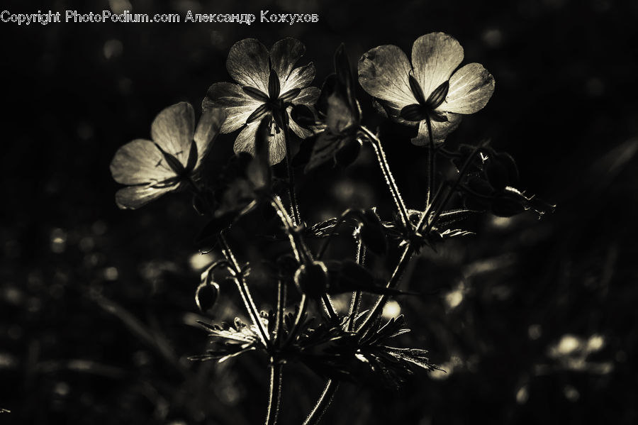 Blossom, Flora, Flower, Geranium, Plant, Dill, Weed