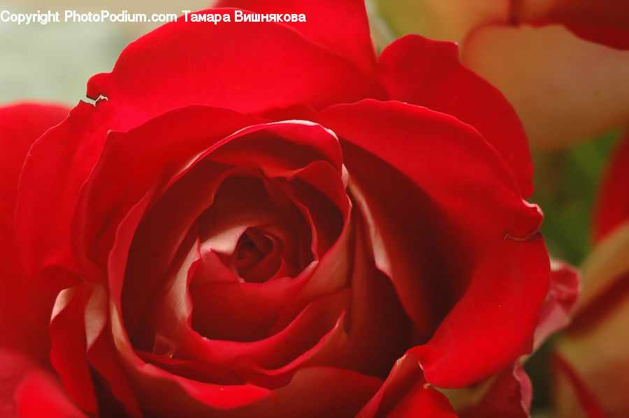 Blossom, Flower, Plant, Rose, Flora, Geranium, Gladiolus