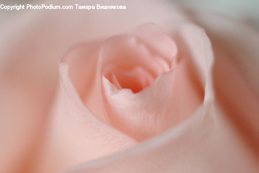 People, Person, Human, Blossom, Carnation, Flower, Plant