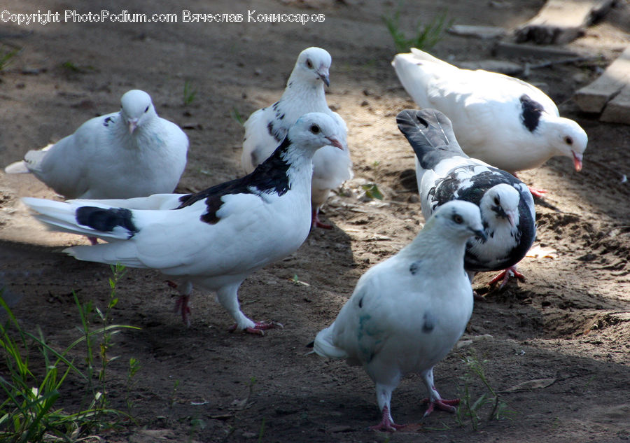 Bird, Dove, Pigeon, Seagull, Animal, Cattle, Cow