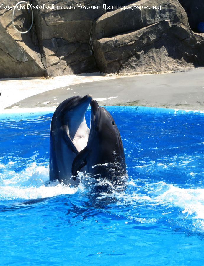 Animal, Fish, Mammal, Sea Life, Whale, Dolphin, Rock