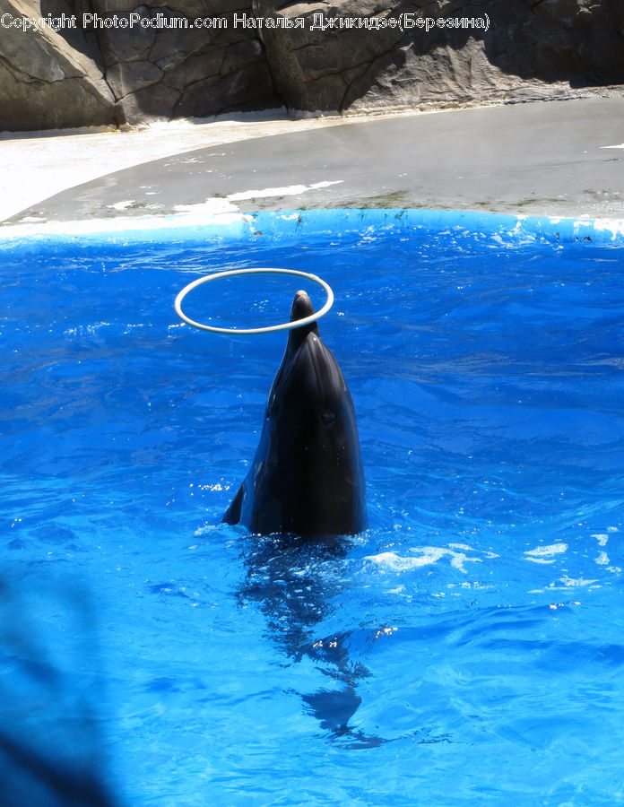 Animal, Fish, Mammal, Sea Life, Whale, Rock, Alps