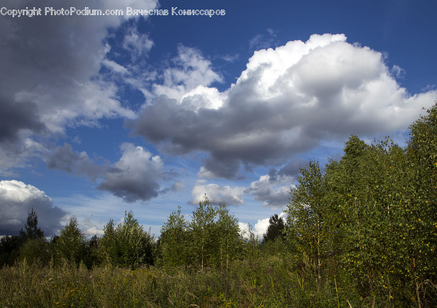 Cloud, Cumulus, Sky, Azure Sky, Outdoors, Field, Grass