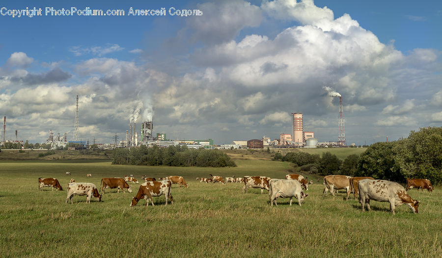 Countryside, Grassland, Meadow, Outdoors, Pasture, Ranch, Animal