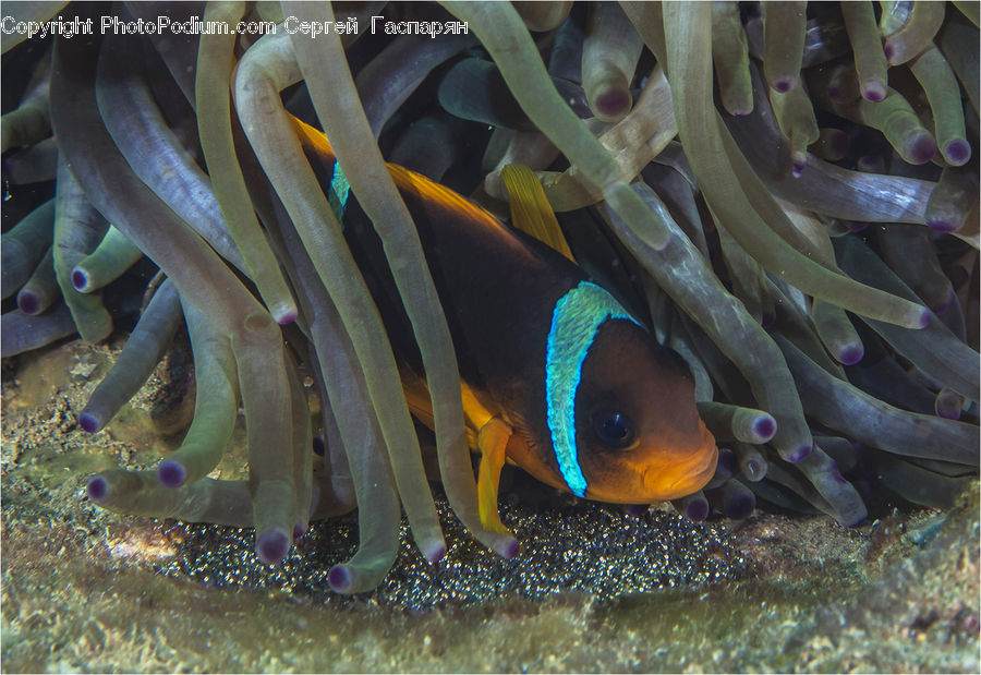 Coral Reef, Outdoors, Reef, Sea, Sea Life, Water, Invertebrate
