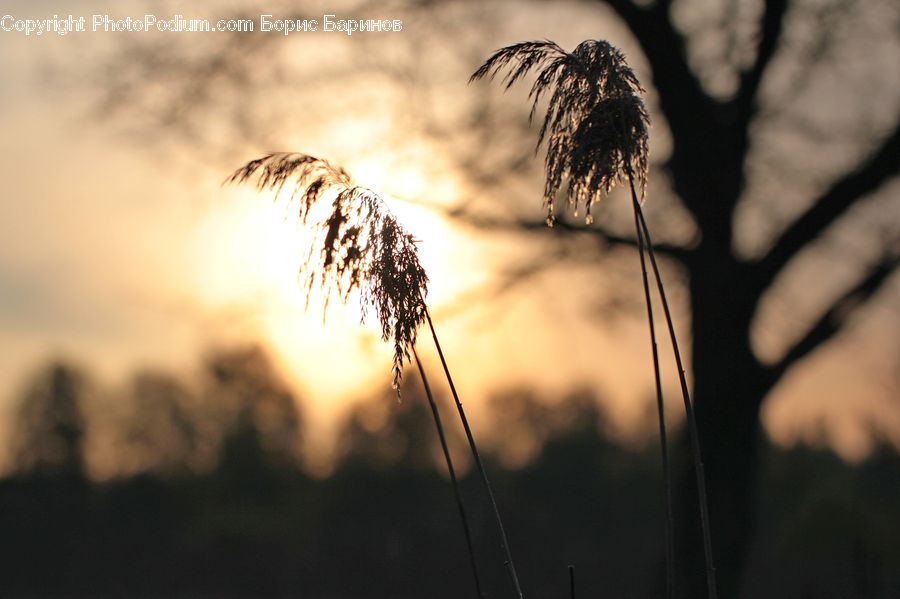 Grass, Plant, Reed, Field, Grassland, Weed, Conifer