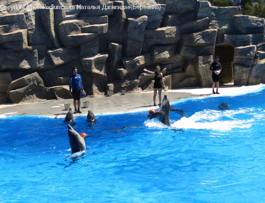 People, Person, Human, Animal, Dolphin, Fish, Sea Life