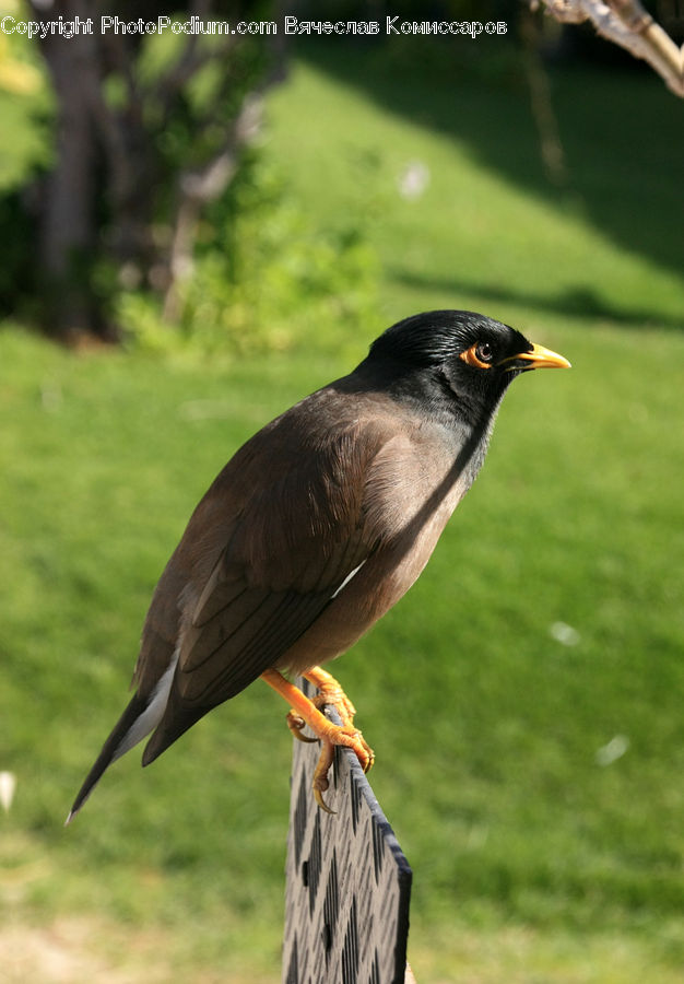 Bird, Blackbird