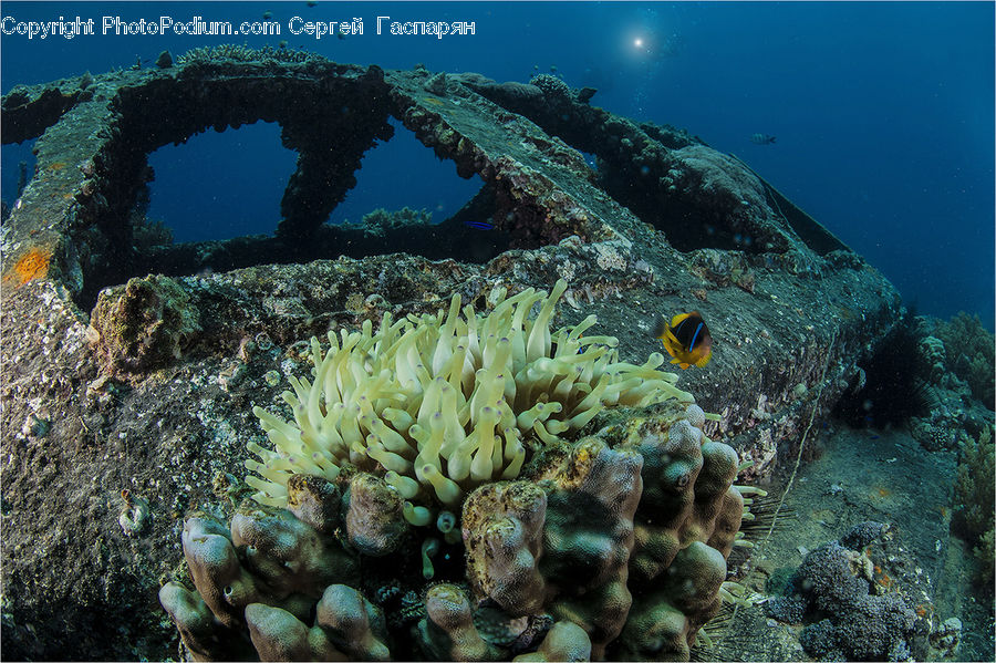 Coral Reef, Outdoors, Reef, Sea, Sea Life, Water, Sponge Animal