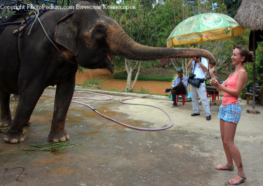 Human, People, Person, Animal, Elephant, Mammal, Hula