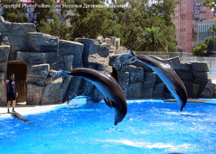 Animal, Dolphin, Fish, Sea Life, Bench, Building, Office Building