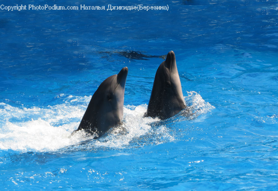 Animal, Dolphin, Fish, Sea Life, Mammal, Whale