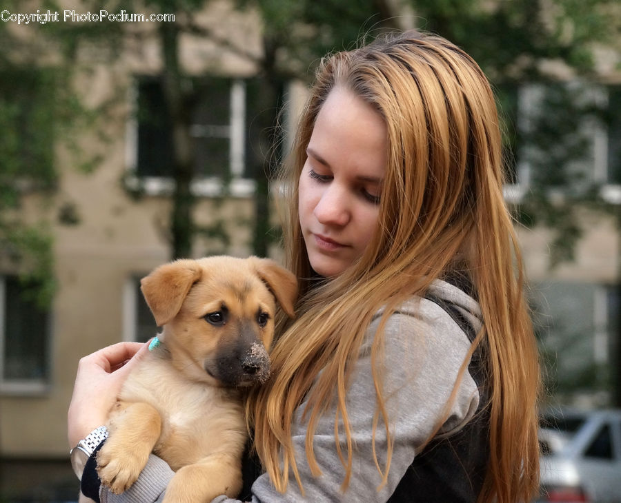 Animal, Pet, Canine, Dog, Golden Retriever, Mammal, Face