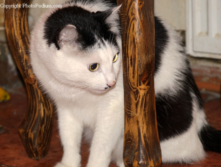 Animal, Cat, Mammal, Manx, Pet, Kitten, Siamese