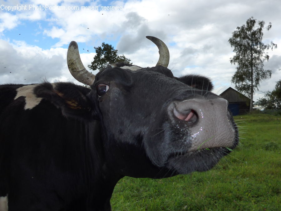Rock, Angus, Animal, Bull, Mammal, Art, Sculpture
