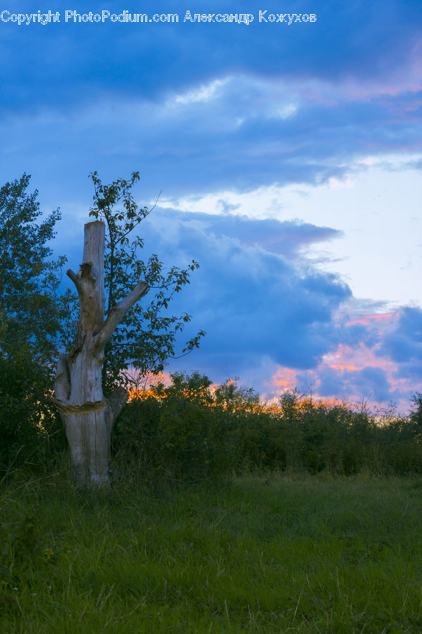 Field, Grass, Grassland, Land, Outdoors, Plant, Tree