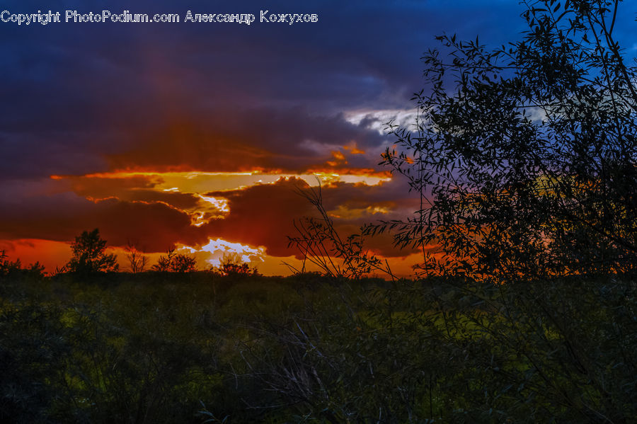 Dawn, Dusk, Red Sky, Sky, Sunrise, Sunset, Bush
