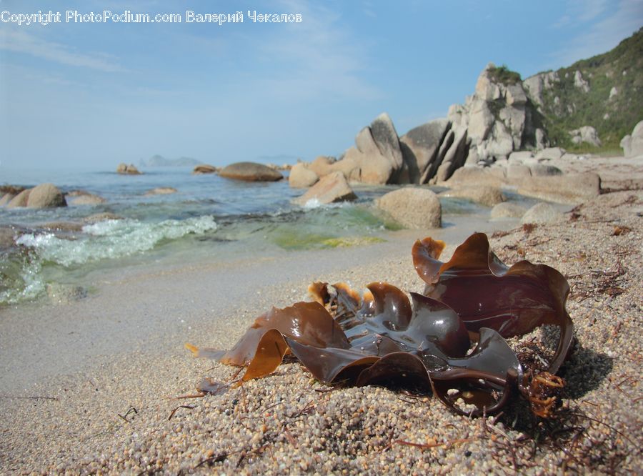 Conch, Invertebrate, Sea Life, Seashell, Beach, Coast, Outdoors