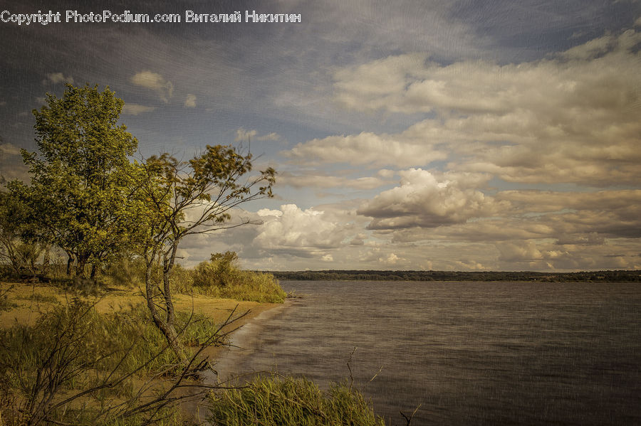 Cloud, Cumulus, Sky, Plant, Tree, Azure Sky, Outdoors