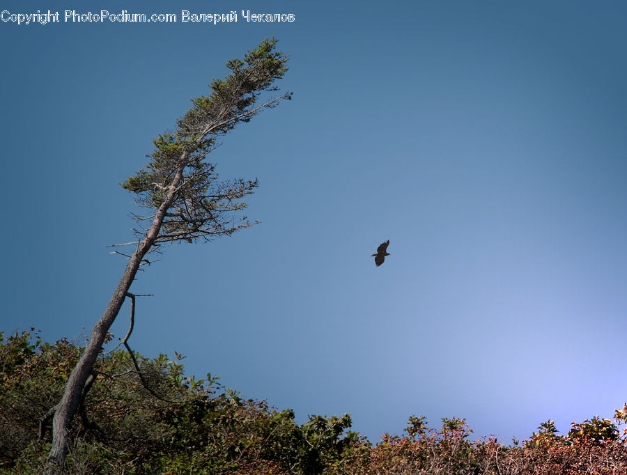 Bird, Blackbird, Leisure Activities, Landscape, Nature, Scenery, Conifer