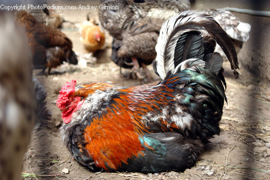 Fowl, Poultry