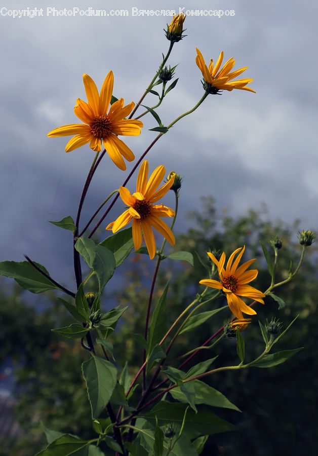 Asteraceae, Blossom, Flora, Flower, Plant, Sunflower, Daisies