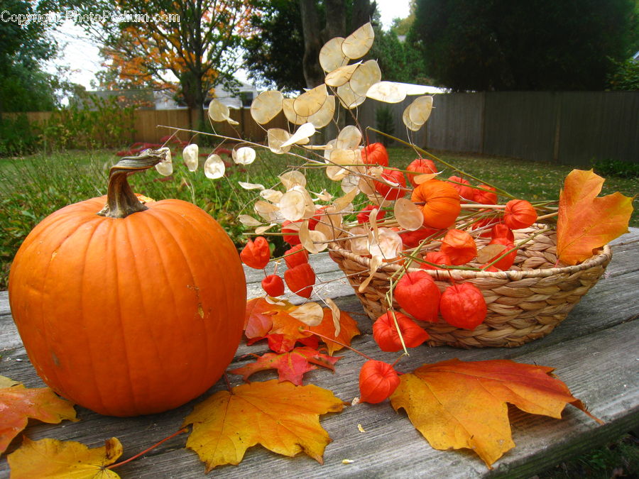 Gourd, Produce, Vegetable, Pumpkin, Squash, Blossom, Flora