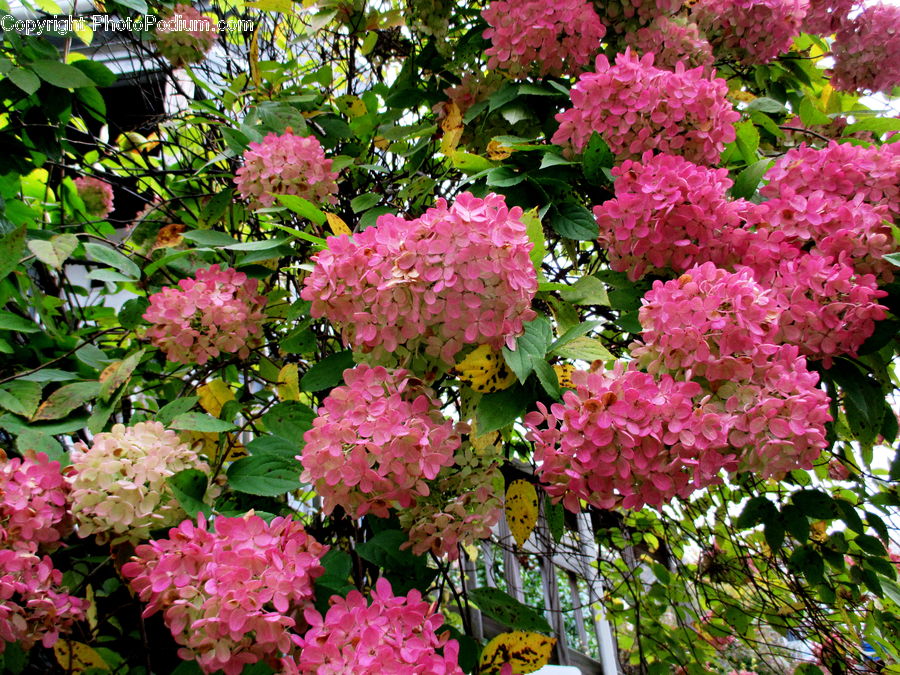 Blossom, Flora, Flower, Plant, Bush, Vegetation, Petal