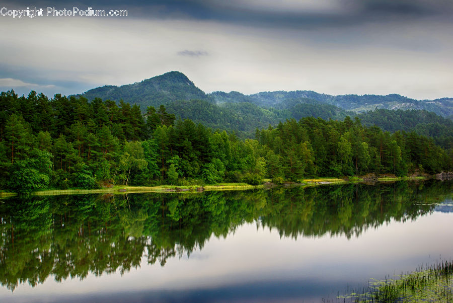 Lake, Outdoors, Water, Conifer, Fir, Plant, Tree