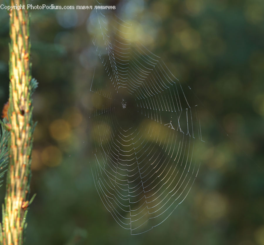 Conifer, Fir, Plant, Tree, Insect, Spider Web, Pine