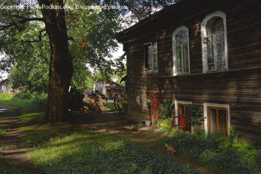 Building, Cottage, Housing, House, Animal, Canine, Fox