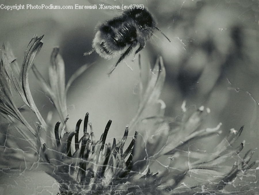 Bee, Insect, Invertebrate, Aloe, Plant, Apidae, Bumblebee