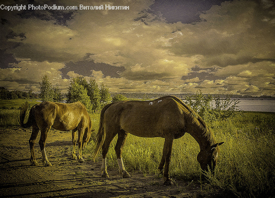 Animal, Colt Horse, Foal, Horse, Mammal, Deer, Elk