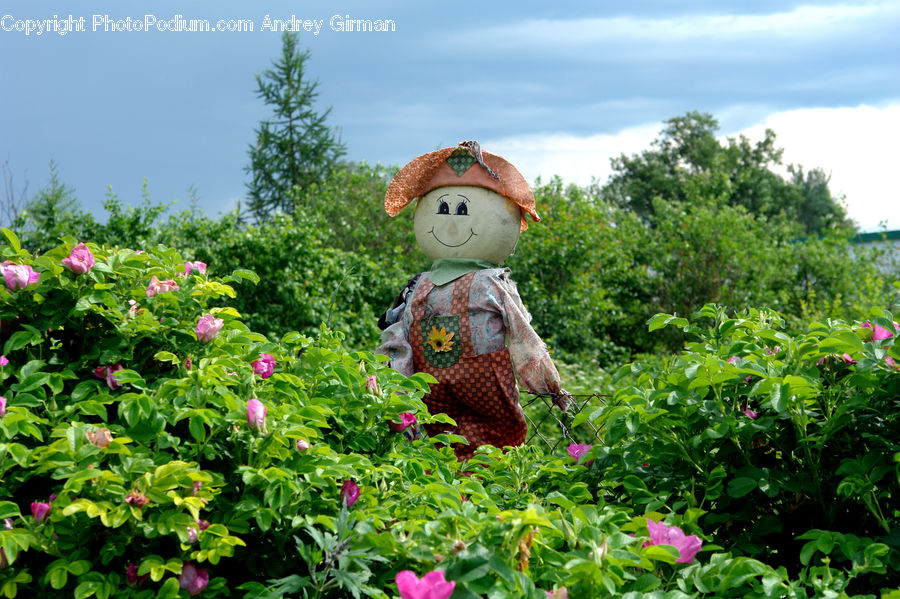 Scarecrow, Conifer, Fir, Spruce, Wood, Pine, Plant