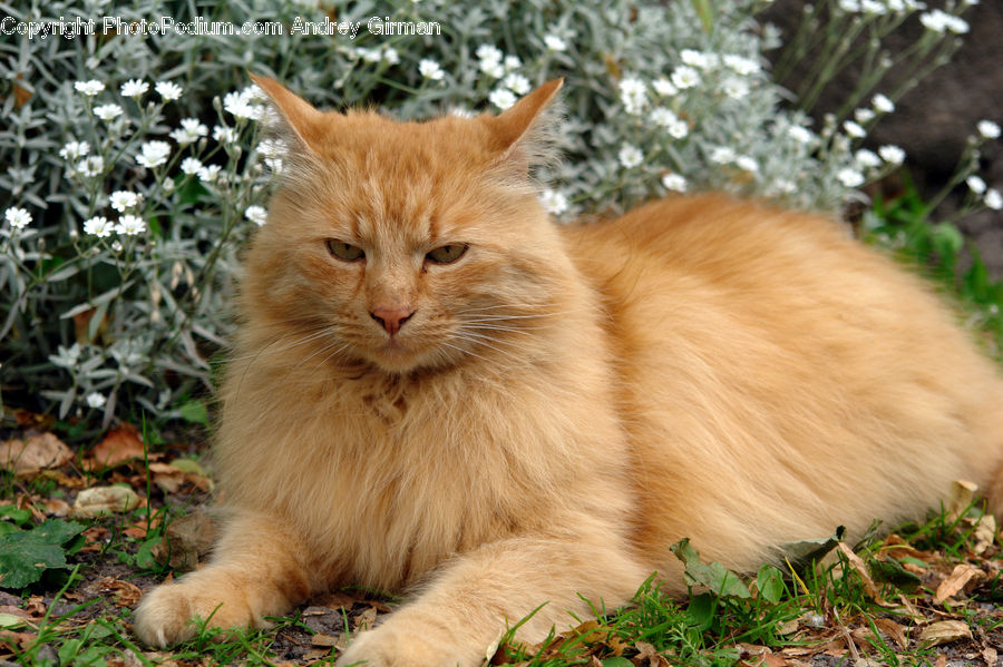 Plant, Potted Plant, Animal, Cat, Kitten, Mammal, Pet