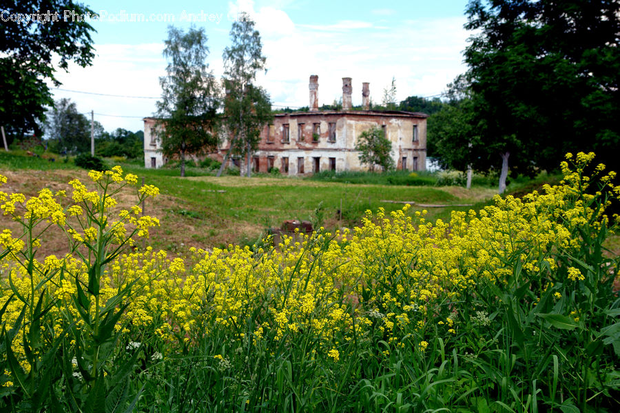 Blossom, Flora, Flower, Plant, Building, Hacienda, Villa