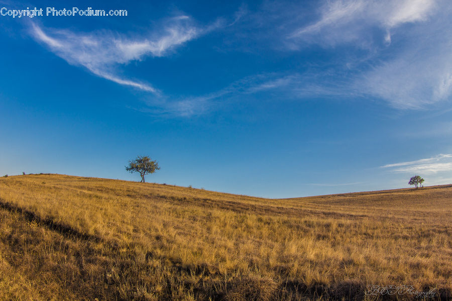 Field, Grass, Grassland, Land, Outdoors, Grain, Wheat