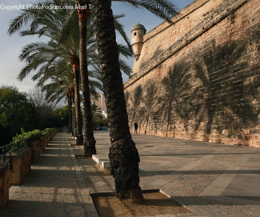 Palm Tree, Plant, Tree, Boardwalk, Path, Pavement, Sidewalk