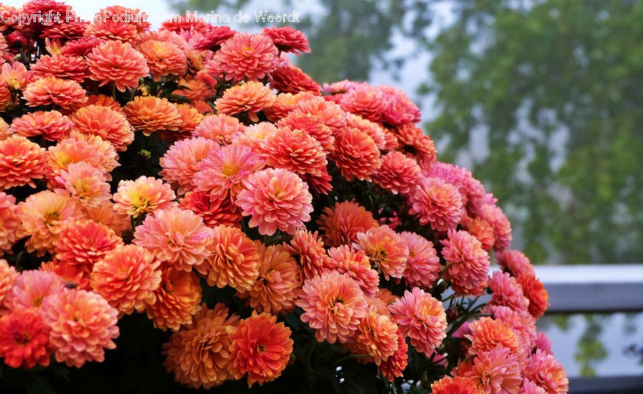 Blossom, Carnation, Flower, Plant, Dahlia, Flora, Peony