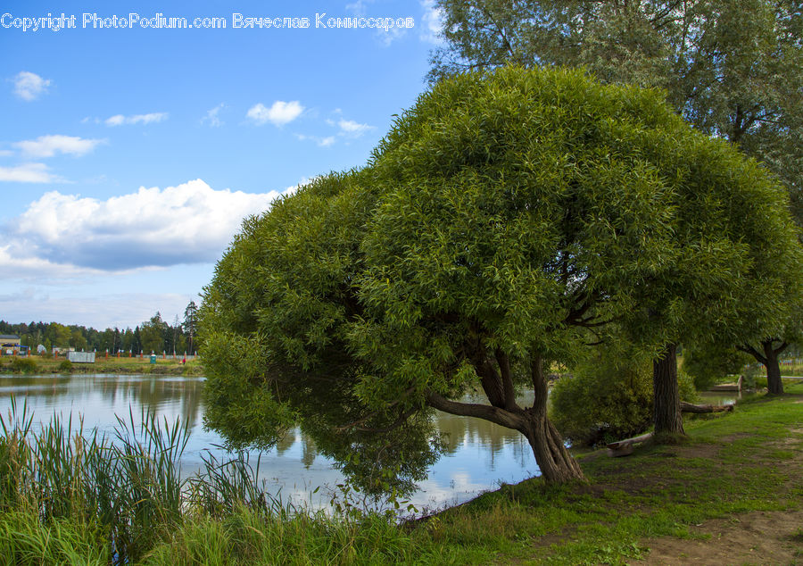 Plant, Tree, Oak, Wood, Conifer, Fir, Land