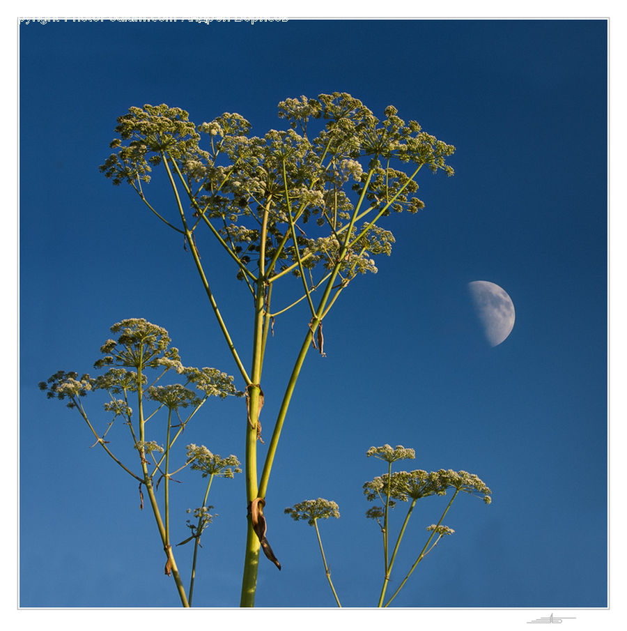 Dill, Plant, Apiaceae, Blossom, Flora, Flower, Conifer