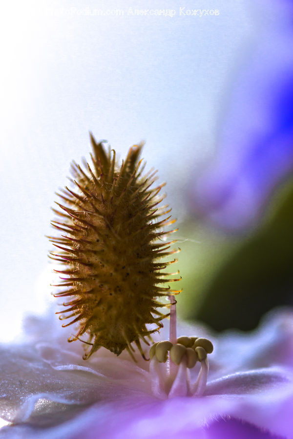 Blossom, Flora, Flower, Plant, Bee, Insect, Invertebrate