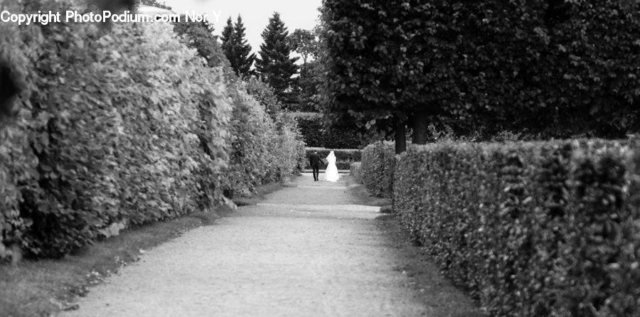 Fence, Hedge, Plant, Bush, Vegetation, Blossom, Flora