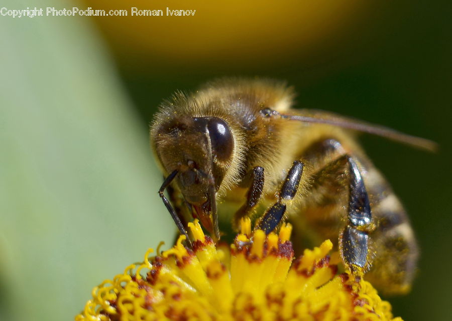 Bee, Insect, Invertebrate, Andrena, Apidae, Bumblebee, Honey Bee