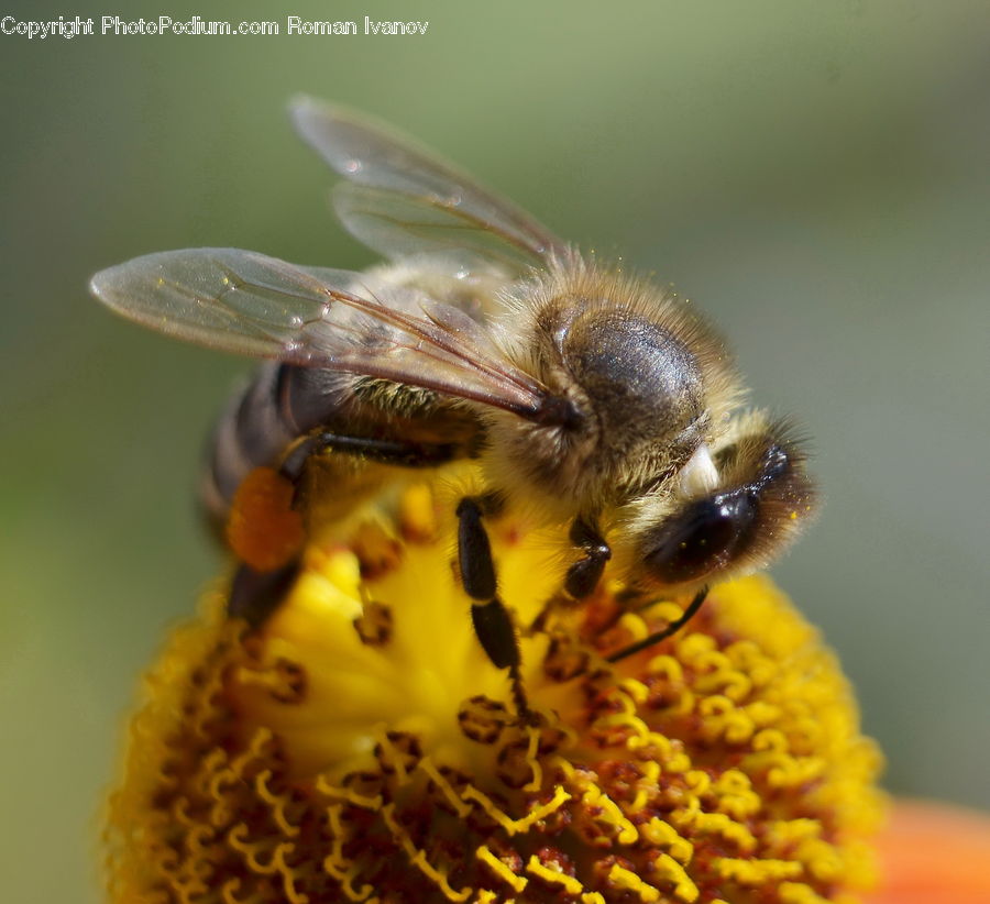 Bee, Insect, Invertebrate