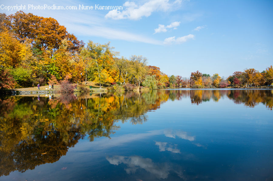 Lake, Outdoors, Water, Pond, Blossom, Flora, Flower