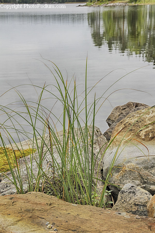 Field, Grass, Grassland, Plant, Rock, Outdoors, Pond