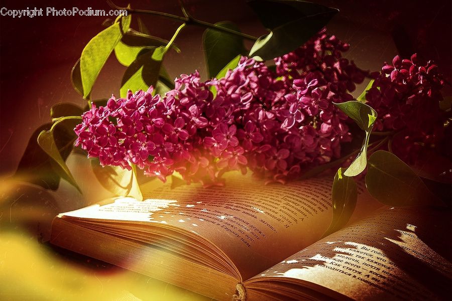 Plant, Potted Plant, Blossom, Flora, Flower, Petal, Peony