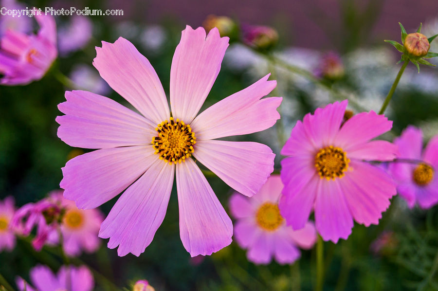 Cosmos, Bud, Plant, Blossom, Flora, Flower, Petal